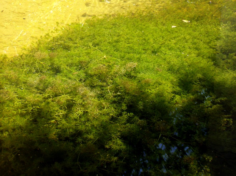 Ovature di rana verde, ma...